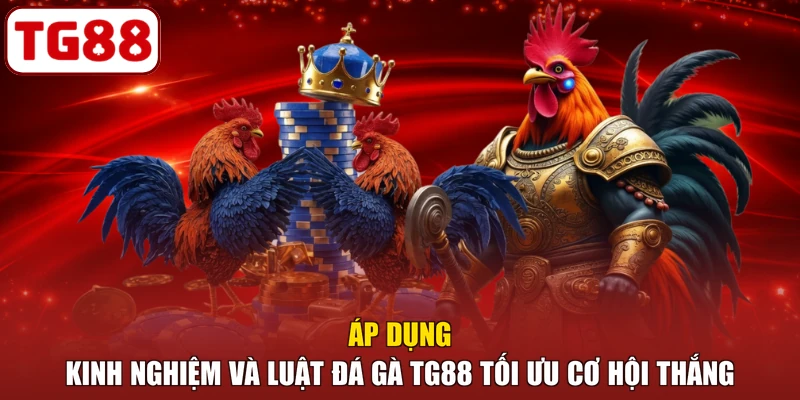 Áp dụng kinh nghiệm và luật đá gà TG88 tối ưu cơ hội thắng